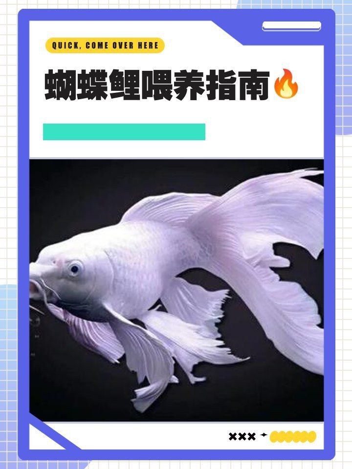 蝴蝶鯉最愛3種食物