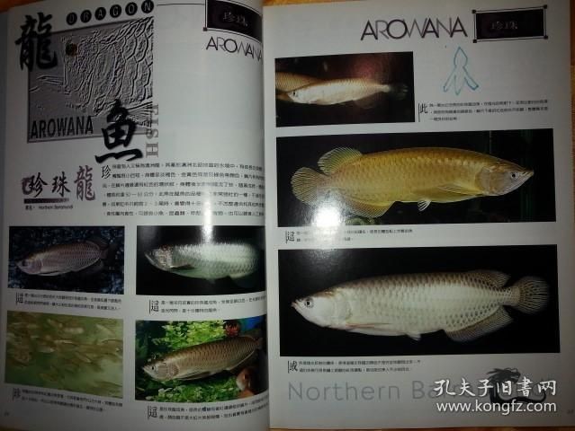 龍魚哪里買好：如何在網(wǎng)上購買龍魚