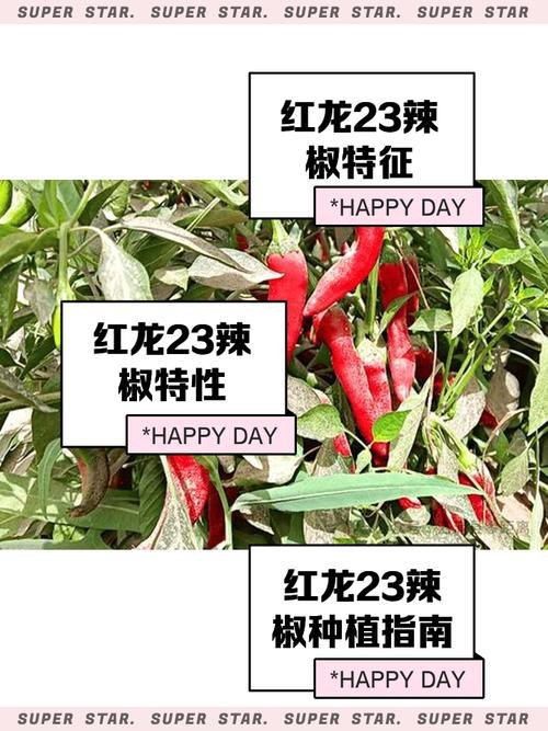 紅龍魚的品種分類及圖片