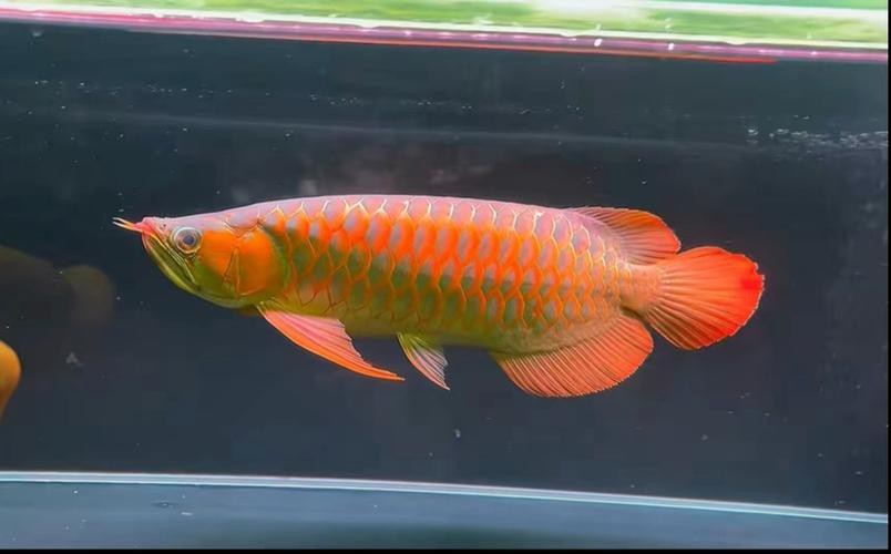 紅龍魚的品種分類及圖片
