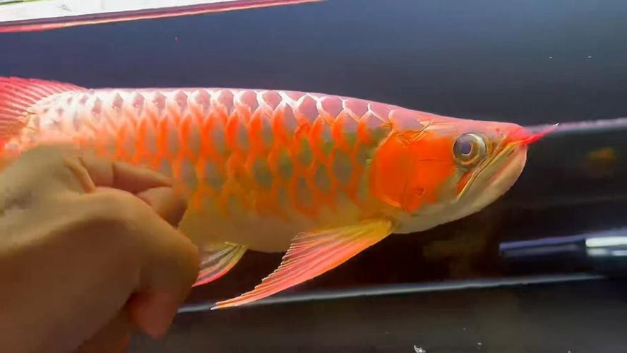 紅龍魚的品種分類及圖片