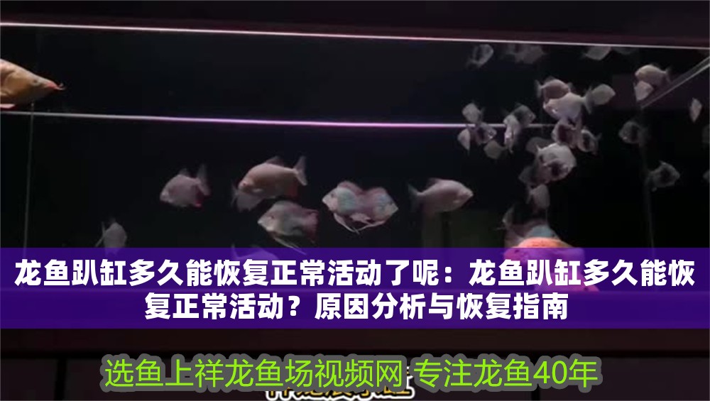 龍魚趴缸多久能恢復正?；顒恿四兀糊堲~趴缸多久能恢復正常活動？原因分析與恢復指南
