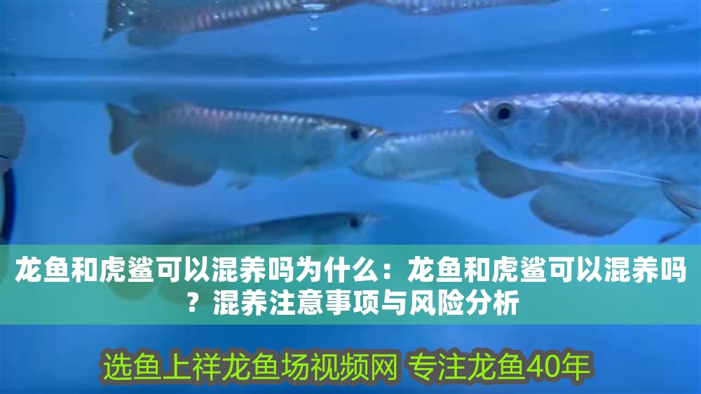 龍魚(yú)和虎鯊可以混養(yǎng)嗎為什么：龍魚(yú)和虎鯊可以混養(yǎng)嗎？混養(yǎng)注意事項(xiàng)與風(fēng)險(xiǎn)分析