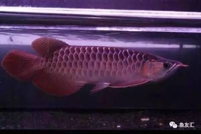 龍魚發色時間多久換一次：紅龍魚發色時間問答龍魚發色時間并非固定-14]
