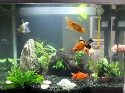 魚缸換水的三大禁忌（魚缸換水的三大禁忌主要包括以下幾個方面以下幾個方面） 魚缸換水的三大禁忌（魚缸換水的三大禁忌主要包括以下幾個方面以下幾個方面） 魚缸百科 第4張