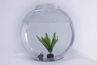 特里斯紅外線龍魚價格（特里斯紅外線龍魚和其他品種龍魚價格信息供參考）