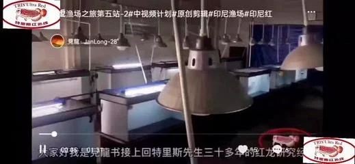 特里斯紅外線龍魚價(jià)格（特里斯紅外線龍魚和其他品種龍魚價(jià)格信息供參考）