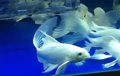 魚缸過濾材料的選擇指南：魚缸過濾、生物過濾、生物過濾和化學過濾材料擺放建議