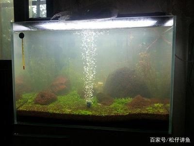 魚缸過濾材料的選擇指南：魚缸過濾、生物過濾、生物過濾和化學過濾材料擺放建議