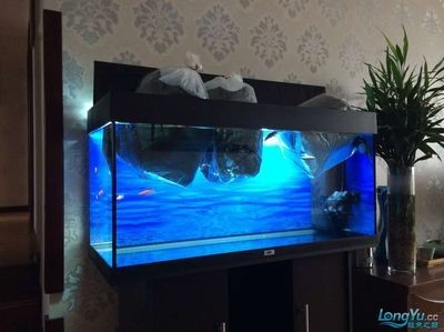 龍魚入缸的正確操作過程是什么：龍魚入缸的正確操作過程