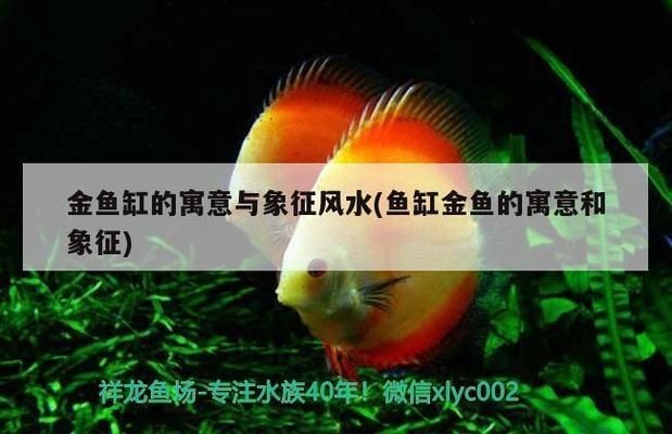 金魚和魚缸的故事：《漁夫和金魚》主要內容 金魚和魚缸的故事：《漁夫和金魚》主要內容 魚缸百科 第4張