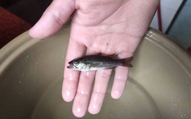 夢到魚缸魚都死掉了：夢見魚缸魚死后的轉運技巧夢見魚缸魚死后的轉運技巧