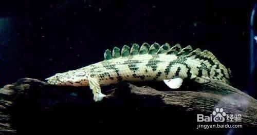 虎紋恐龍魚怎么養（虎紋恐龍魚的飼養方法） 虎紋恐龍魚怎么養（虎紋恐龍魚的飼養方法） 龍魚百科 第5張