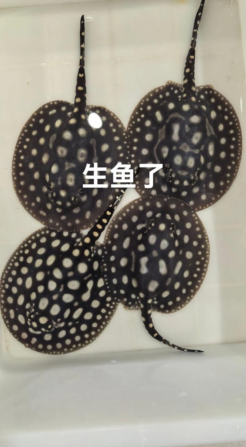 皇冠黑白魟魚黑變淺了還能吃嗎圖片