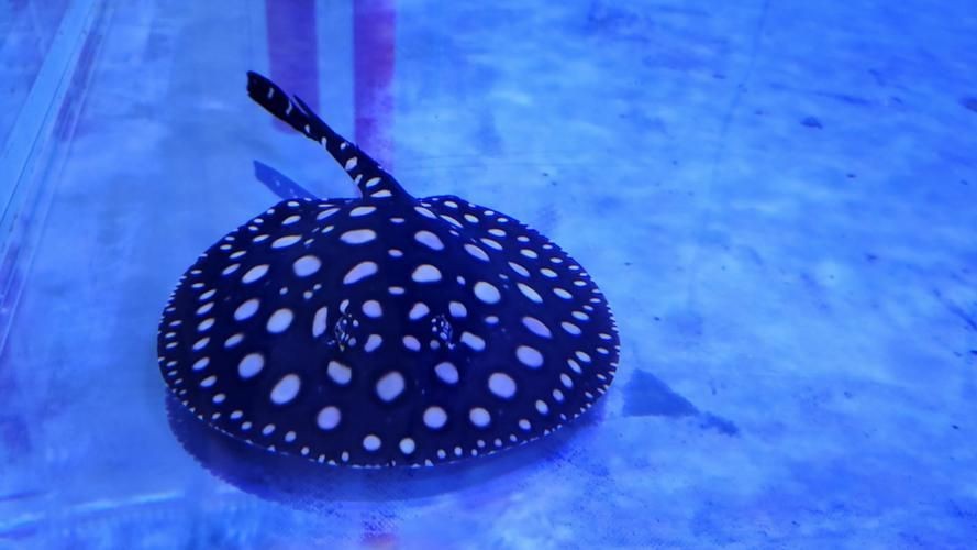 皇冠黑白魟魚黑變淺了還能吃嗎圖片