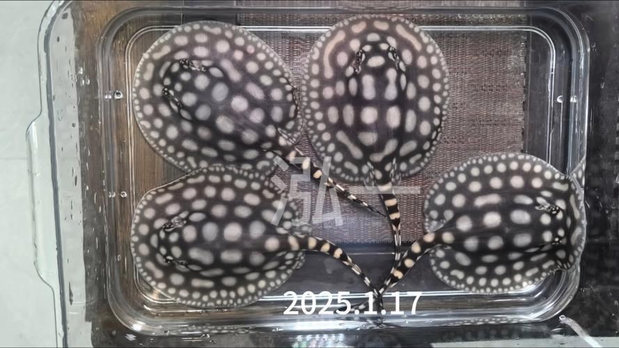 皇冠黑白魟魚黑變淺了還能吃嗎圖片