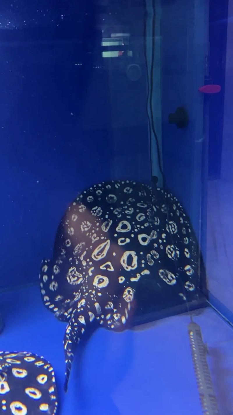 皇冠黑白魟魚黑變淺了還能吃嗎圖片
