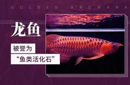 龍魚的學名叫什么：揭秘龍魚的神秘學名 龍魚的學名叫什么：揭秘龍魚的神秘學名 龍魚百科 第3張