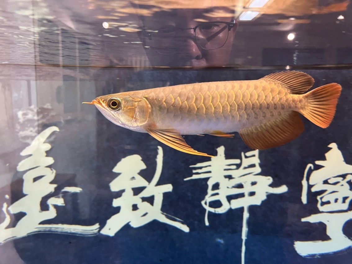 翻鰓手術恢復 翻鰓手術恢復 龍魚論壇 第1張