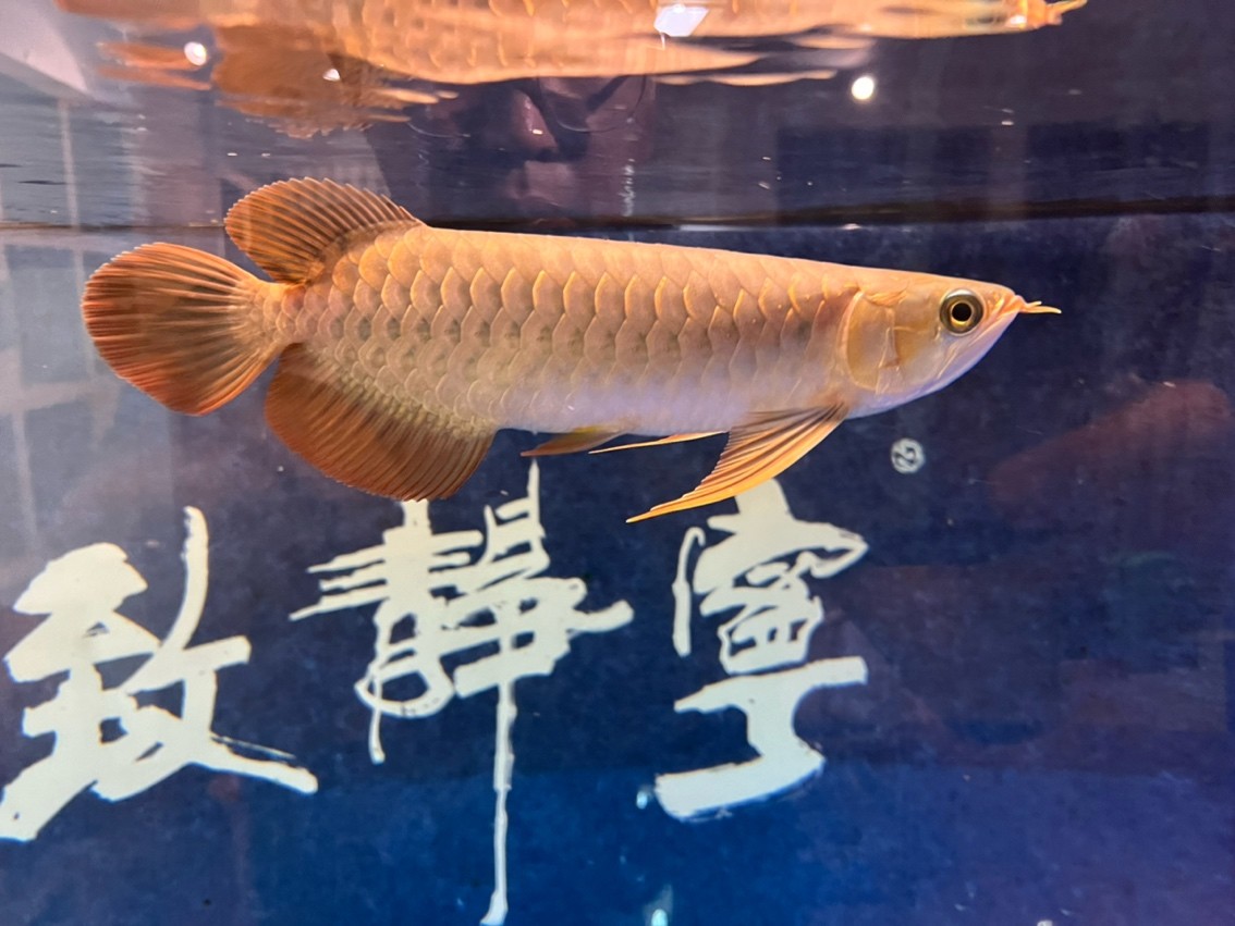 翻鰓手術恢復 翻鰓手術恢復 龍魚論壇 第2張