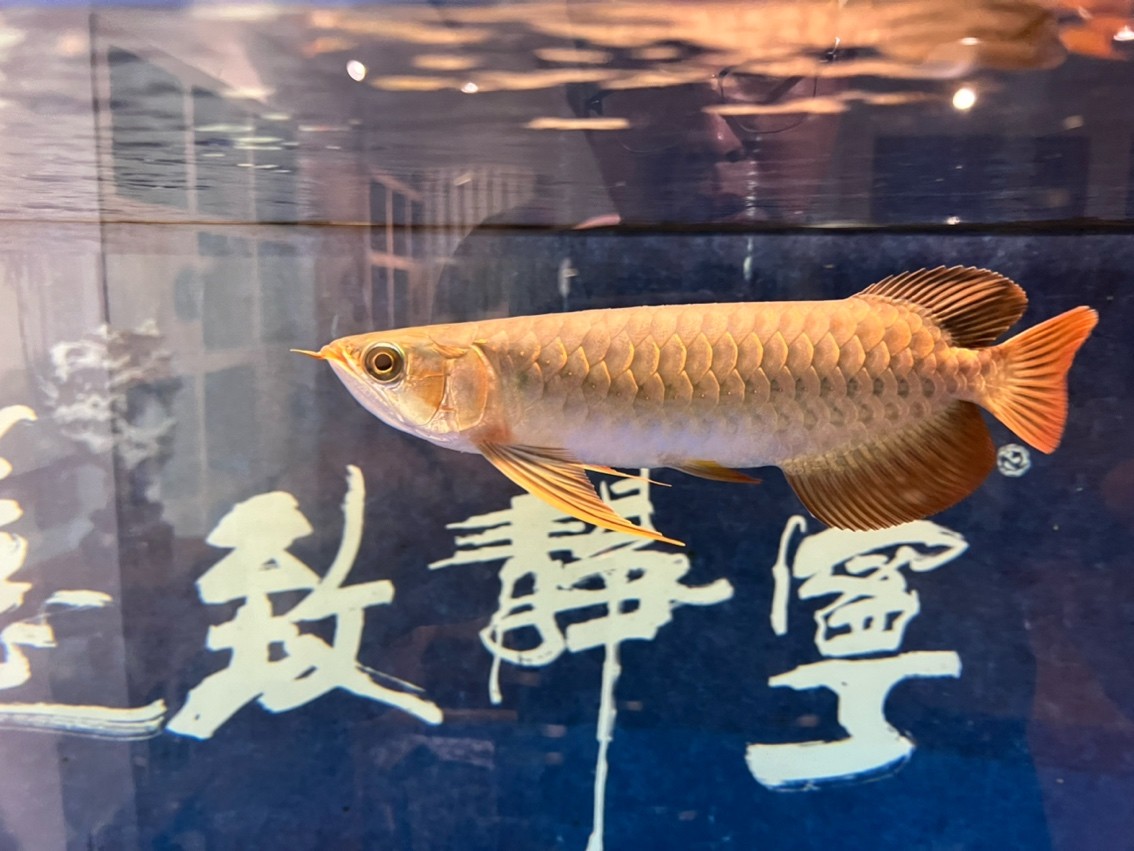 翻鰓手術恢復 翻鰓手術恢復 龍魚論壇 第3張