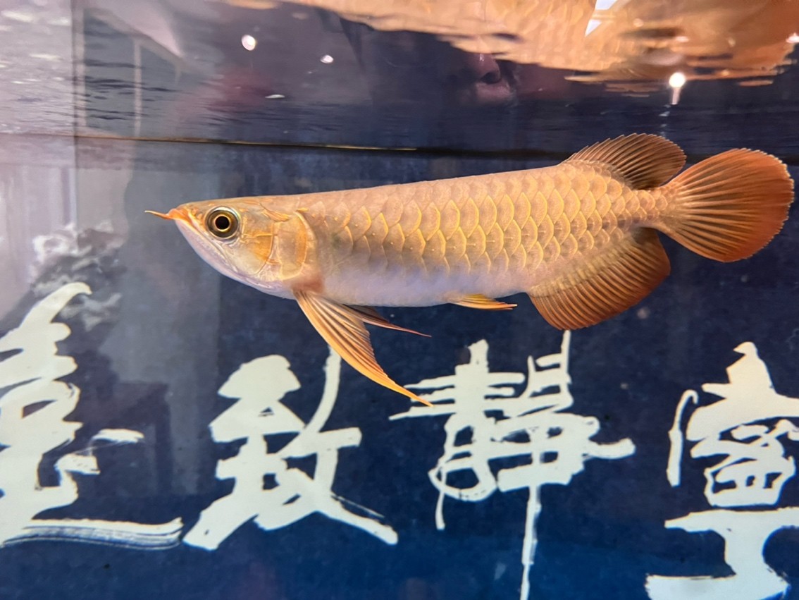 翻鰓手術恢復 翻鰓手術恢復 龍魚論壇 第4張