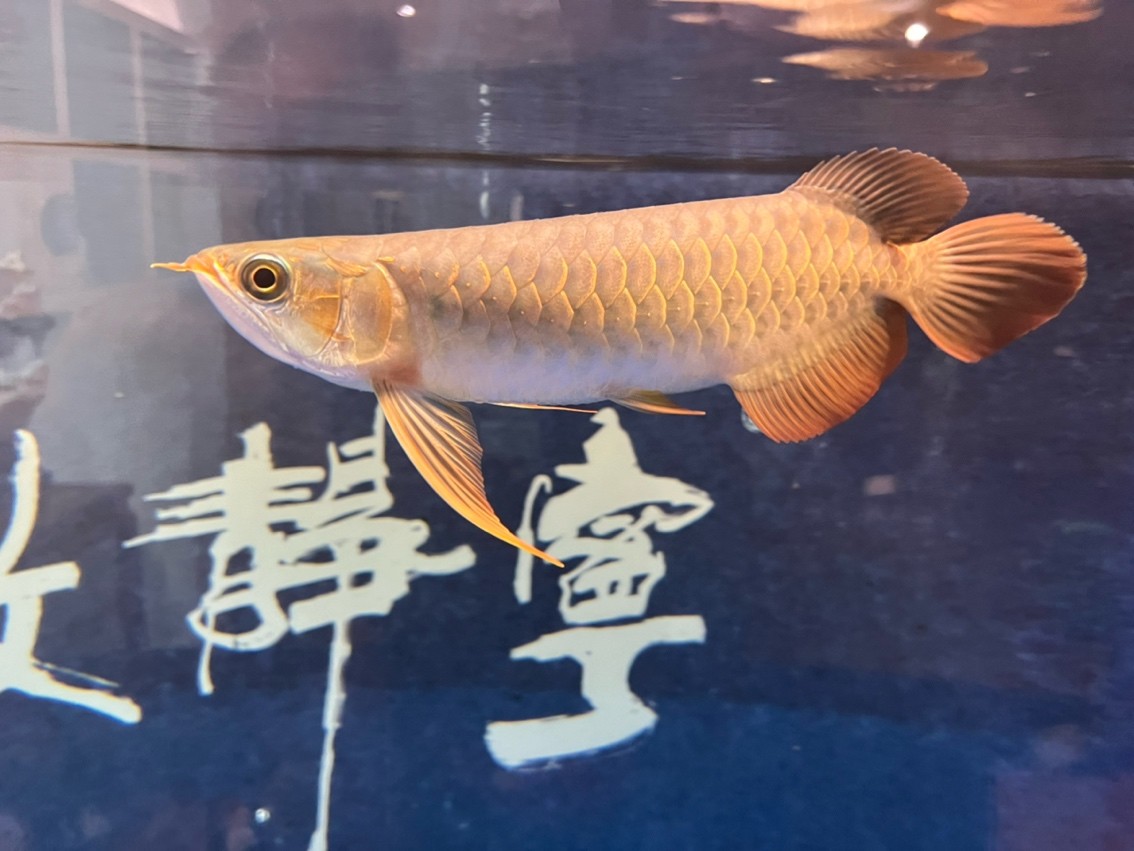 翻鰓手術恢復 翻鰓手術恢復 龍魚論壇 第5張