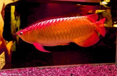 紅龍魚英文名叫什么（紅龍魚的英文名叫做redarowana）