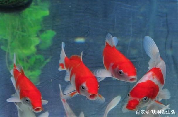 魚缸光照強度控制方法：魚缸led燈功率選擇指南