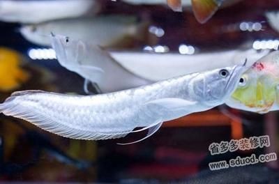 銀龍魚怎么開口喂食（如何幫助銀龍魚開口進(jìn)食） 銀龍魚怎么開口喂食（如何幫助銀龍魚開口進(jìn)食） 龍魚百科 第1張