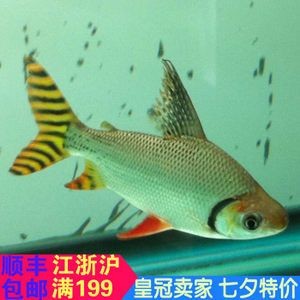 紅龍魚和虎魚混養會不會掉眼睛：紅龍魚和虎魚混養會不會掉眼睛呢？