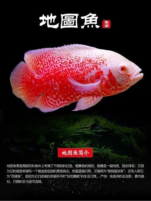 養紅龍魚用什么背景