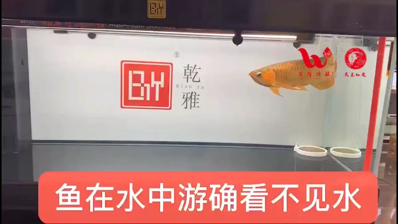 觀賞魚缸加盟店選擇：杭州搏鰲水族工程有限公司