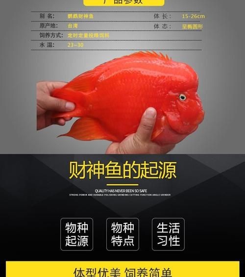 紅色頭很大的魚圖片