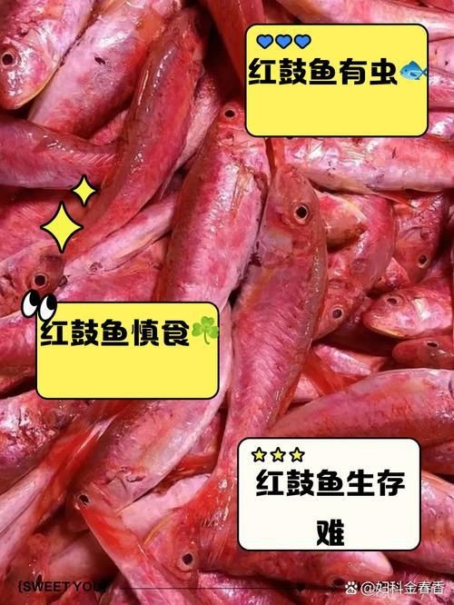 紅色頭很大的魚圖片