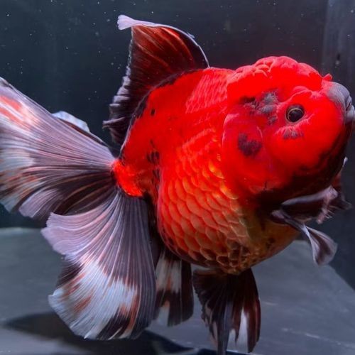 紅色頭很大的魚圖片