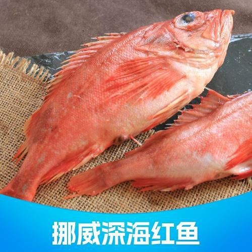紅色頭很大的魚圖片