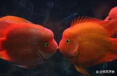紅色頭很大的魚圖片