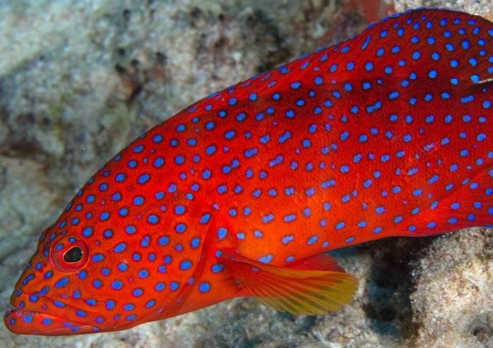 紅色頭很大的魚圖片