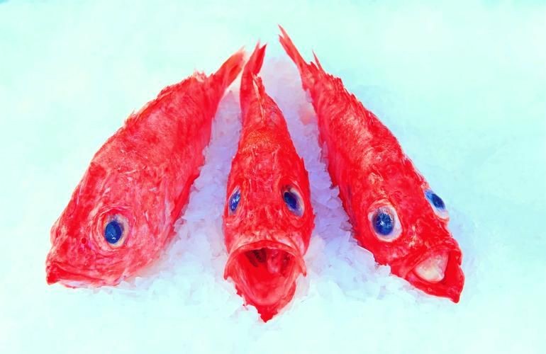 紅色頭很大的魚圖片