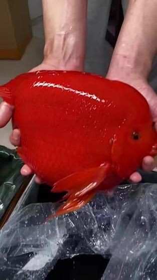 紅色頭很大的魚圖片