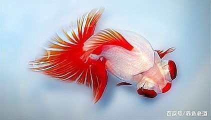紅色頭很大的魚圖片
