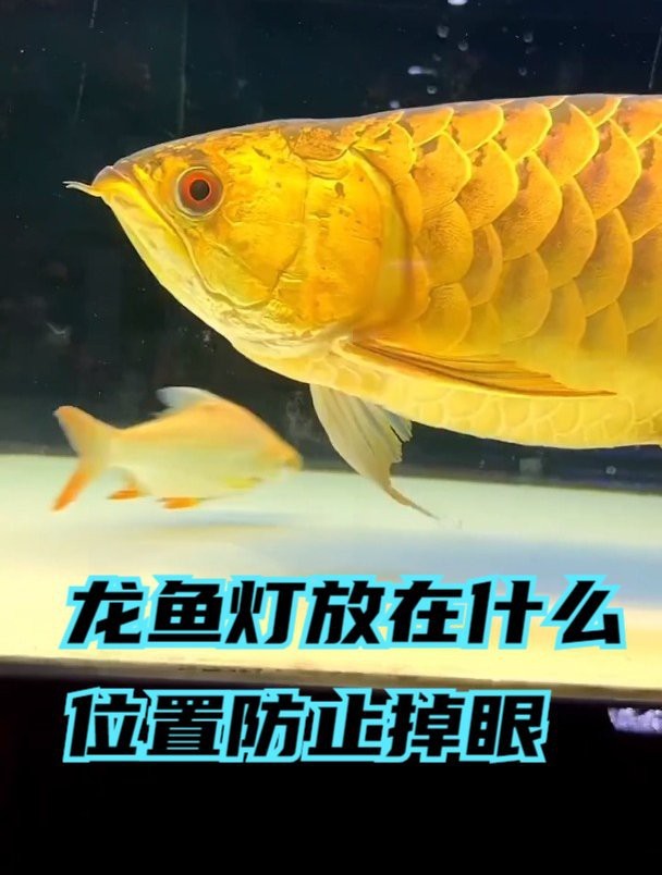 龍魚財神混養（龍魚和財神魚可以混養嗎）
