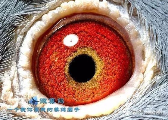重慶歐貢網(wǎng)絡(luò)科技有限公司（重慶歐貢網(wǎng)絡(luò)科技有限公司怎么樣）