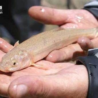 胡子魚是鯰魚嗎