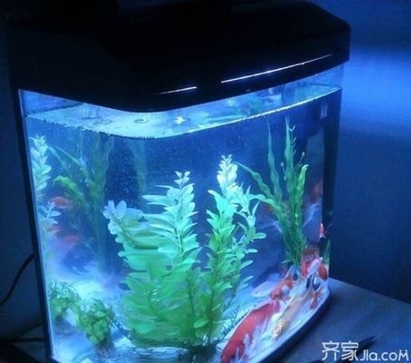 觀賞魚缸高端大氣：觀賞魚缸的高端大氣特點 觀賞魚缸高端大氣：觀賞魚缸的高端大氣特點 魚缸百科 第3張