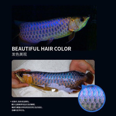 賽級古典龍魚 龍魚百科 第1張 賽級古典龍魚 賽級古典龍魚 龍魚百科 第1張