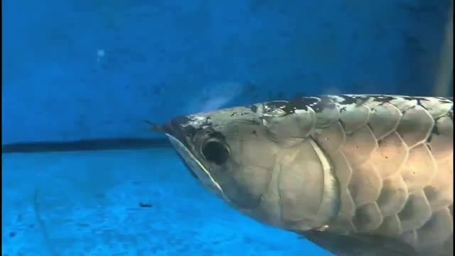 賽級古典龍魚 龍魚百科 第2張 賽級古典龍魚 賽級古典龍魚 龍魚百科 第2張