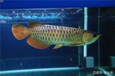 賽級古典龍魚 龍魚百科 第5張 賽級古典龍魚 賽級古典龍魚 龍魚百科 第5張