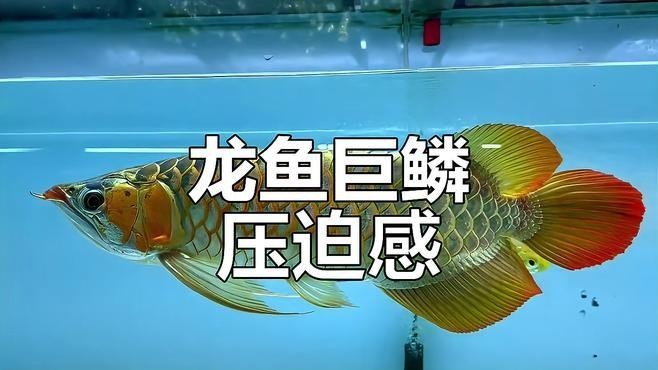 龍魚手機壁紙大全圖片